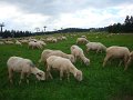 DSC03954 01